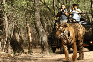 Melghat Tiger Reserve